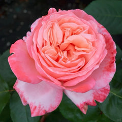 Sweet mademoiselle rose｜France Shrub Rose｜1 Gallon Plant