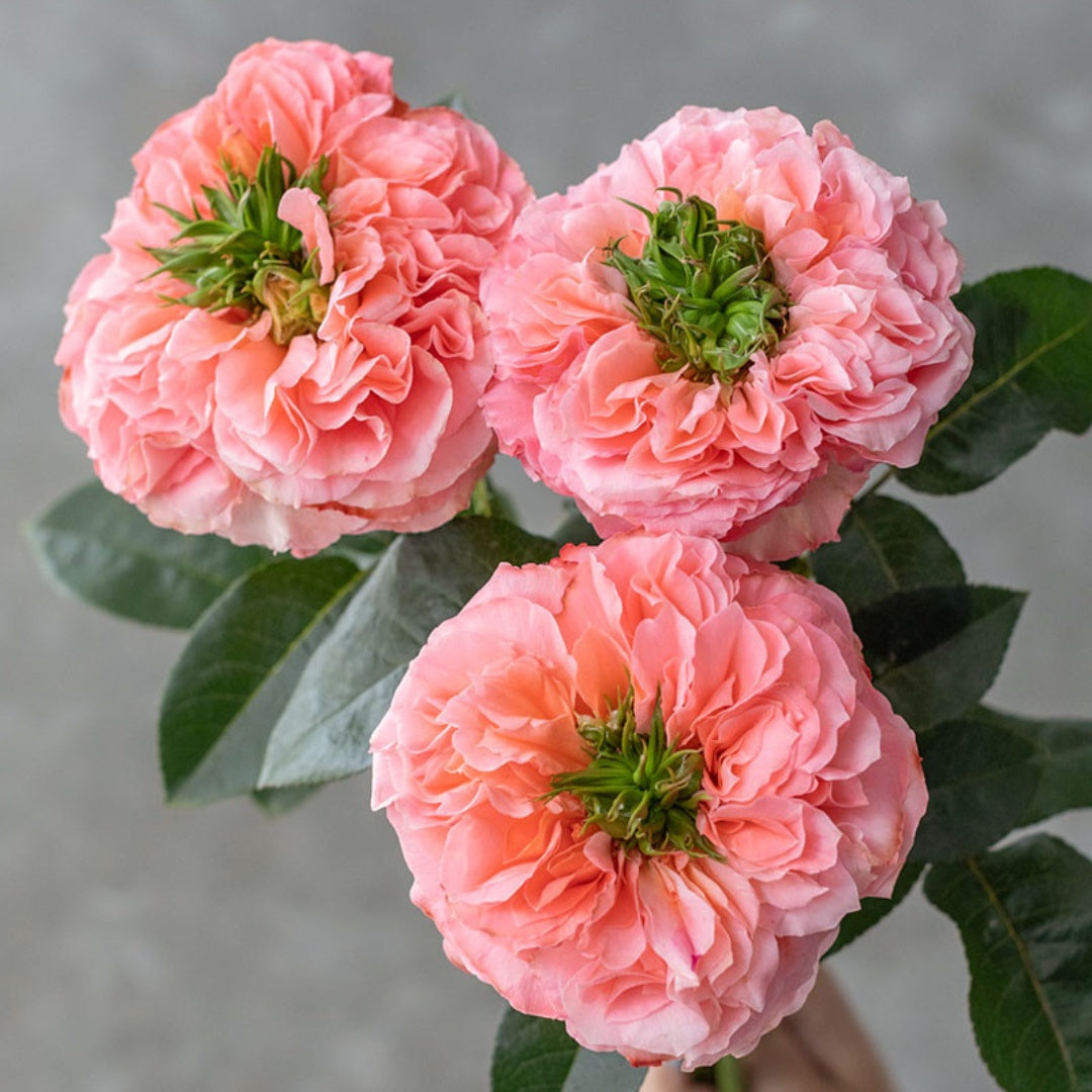 Mandarin X-Pression Rose