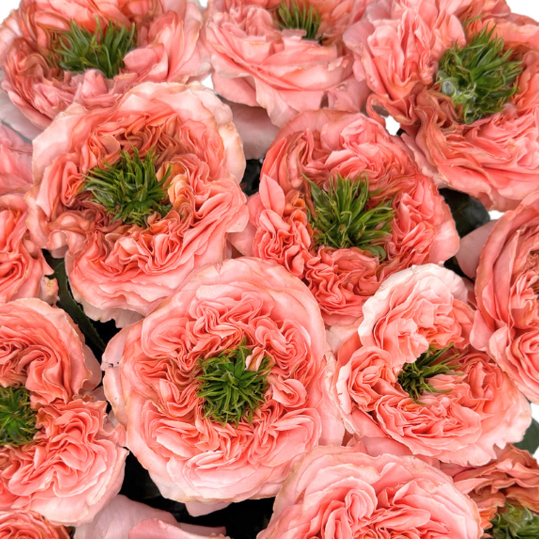 Mandarin X-Pression Rose-柑橘爆炸｜Netherlands Cut Roses
