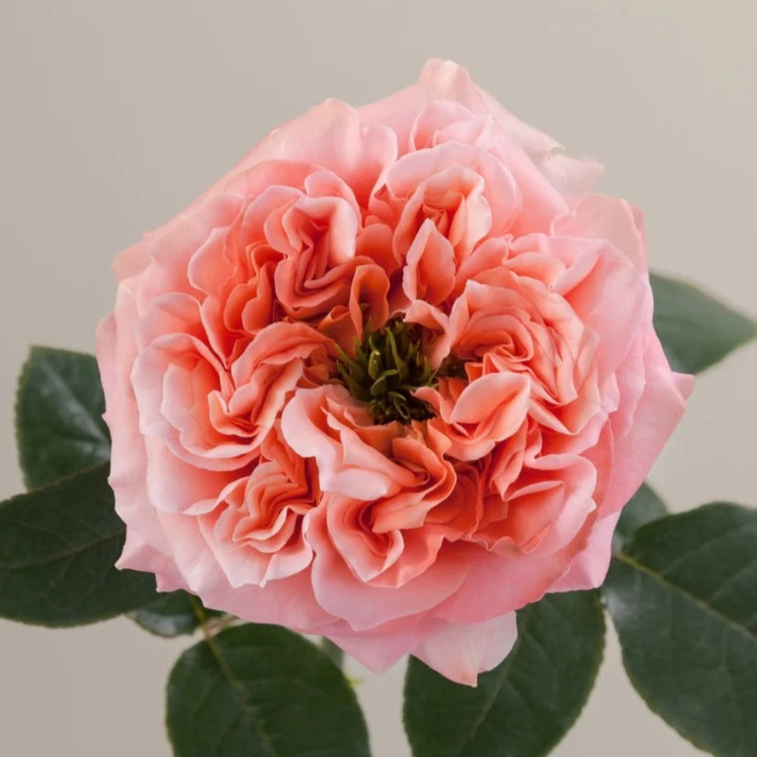 Mandarin X-Pression Rose