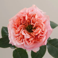 Mandarin X-Pression Rose