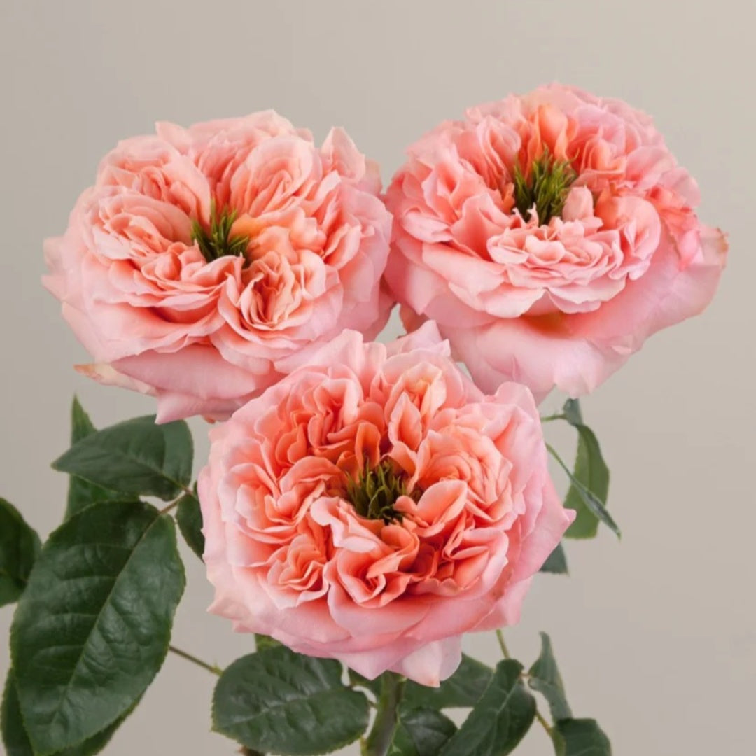 Mandarin X-Pression Rose
