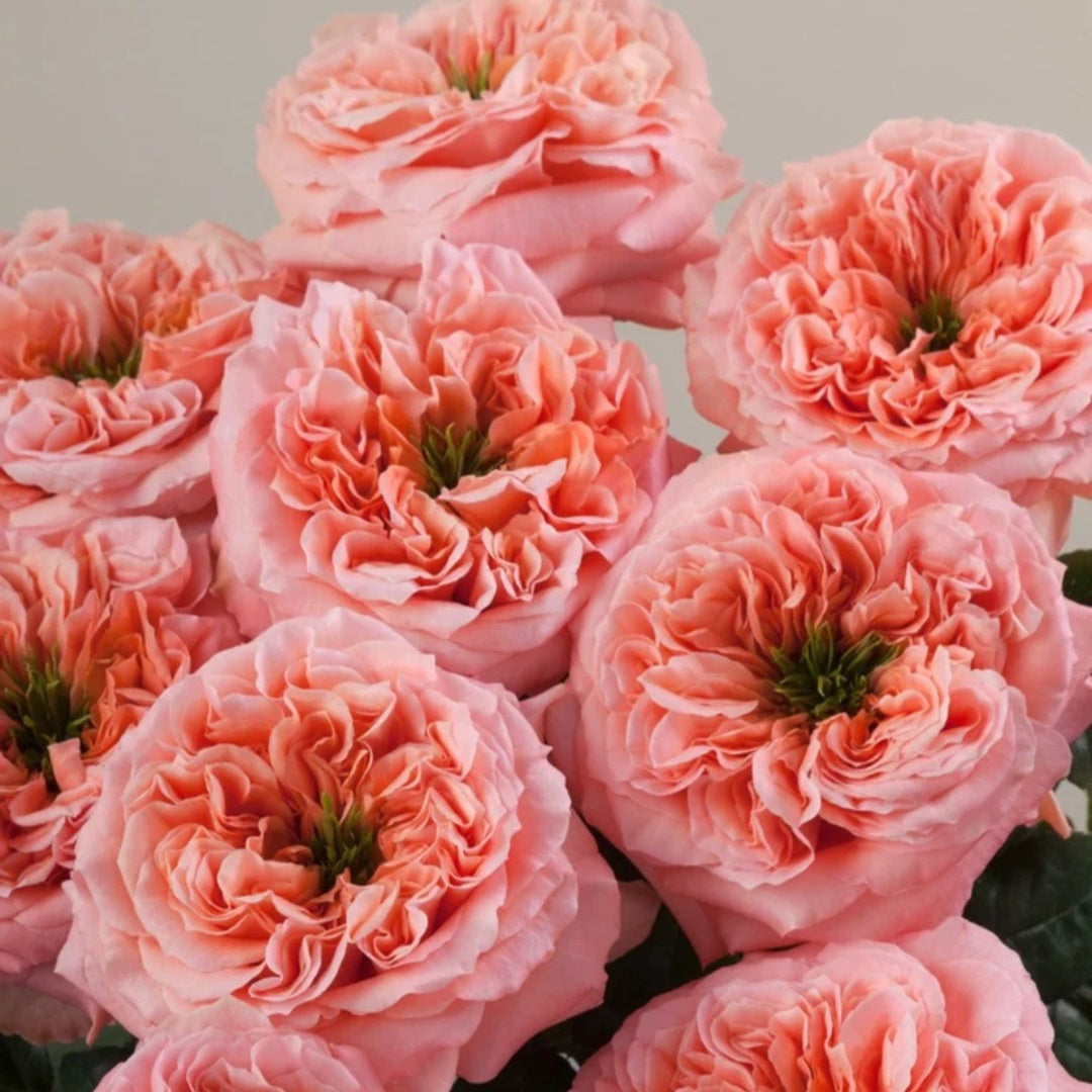 Mandarin X-Pression Rose