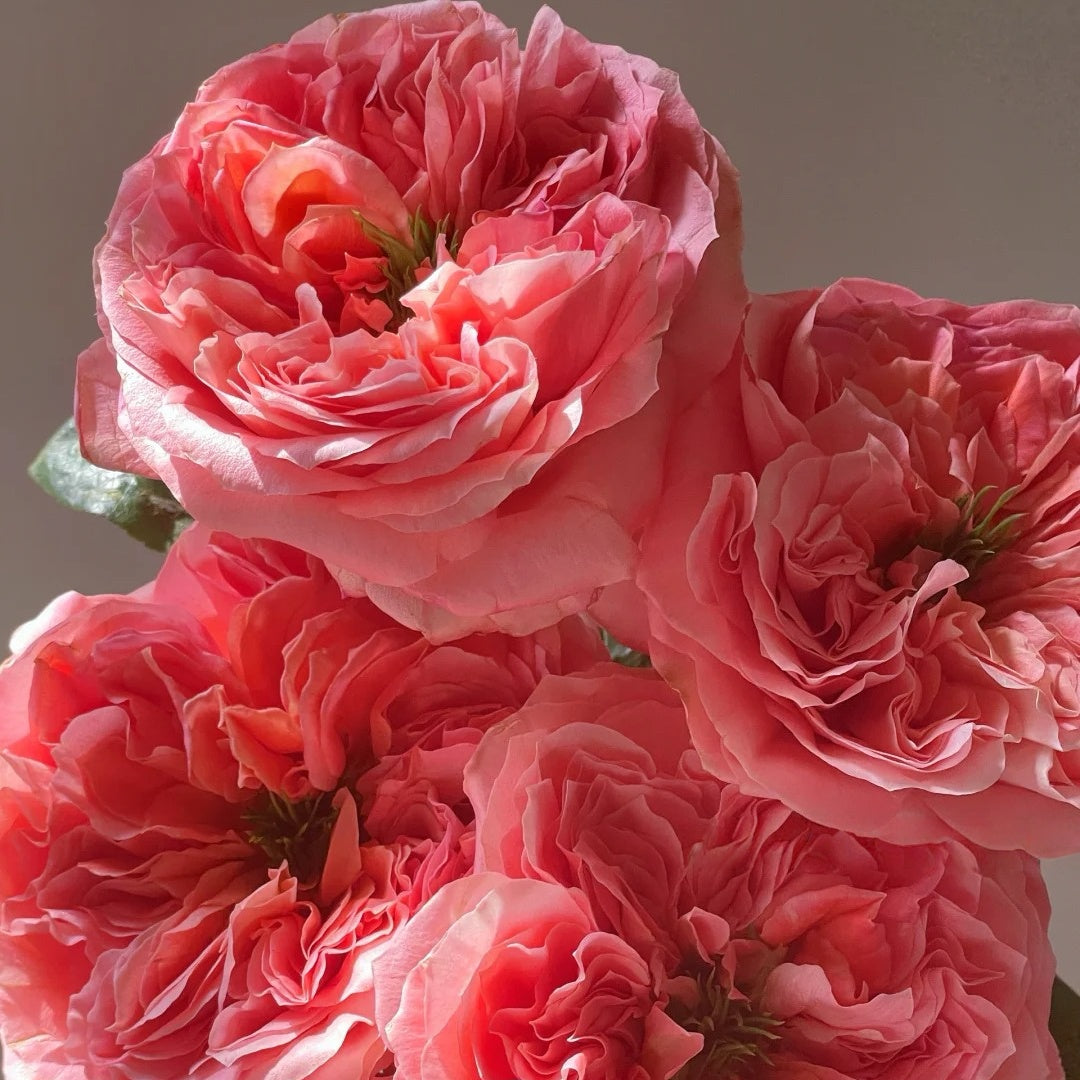 Mandarin X-Pression Rose