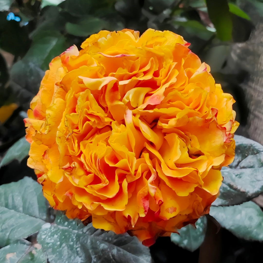 Mango Lieber  Rose
