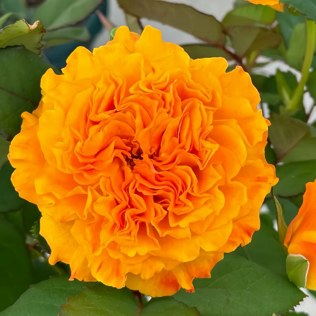 Mango Lieber  Rose