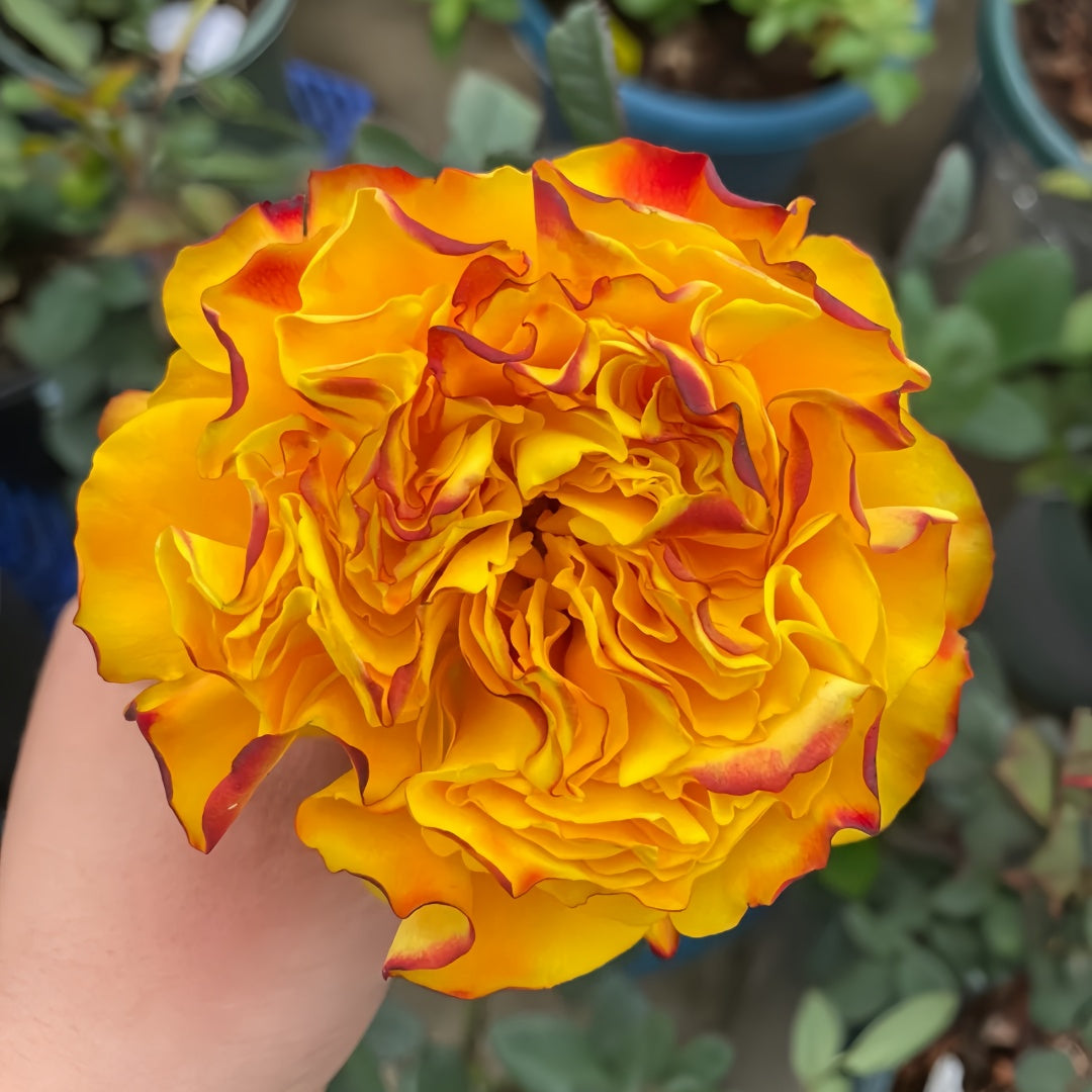 Mango Lieber  Rose