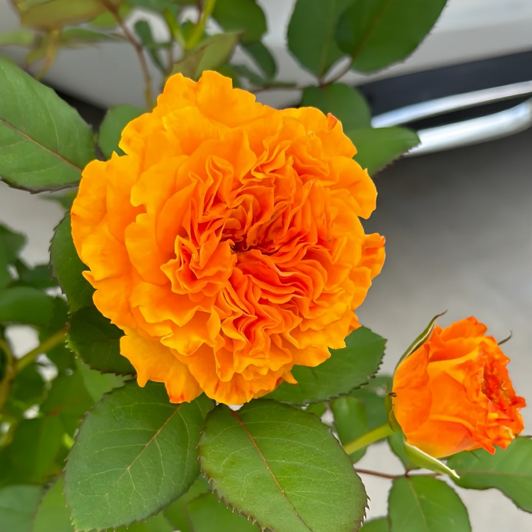 Mango Lieber  Rose