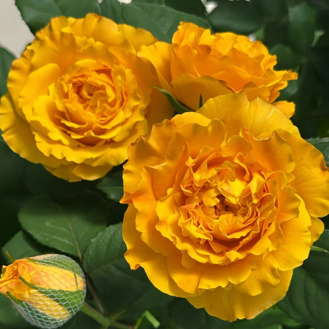 Mango Lieber  Rose