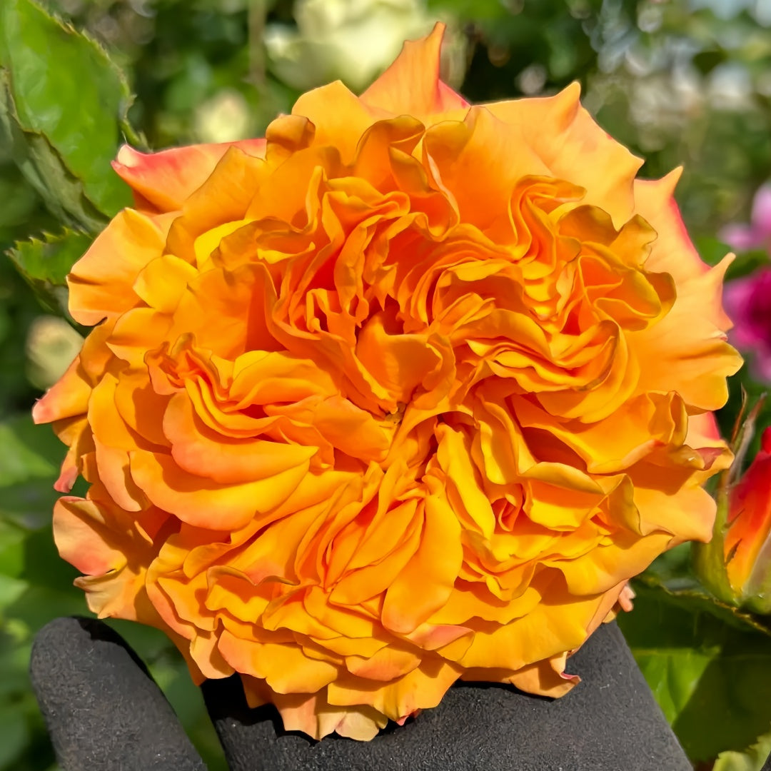 Mango Lieber  Rose