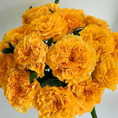 Mango Lieber  Rose
