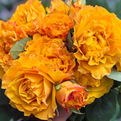 Mango Lieber  Rose