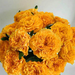 Mango Lieber Rose