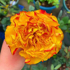Mango Lieber Rose
