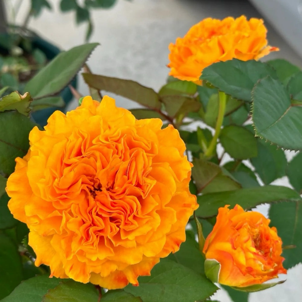 Mango Lieber Rose