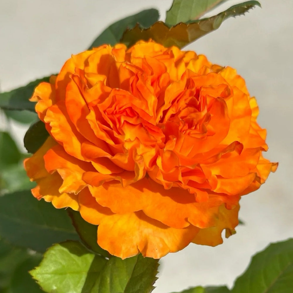 Mango Lieber Rose