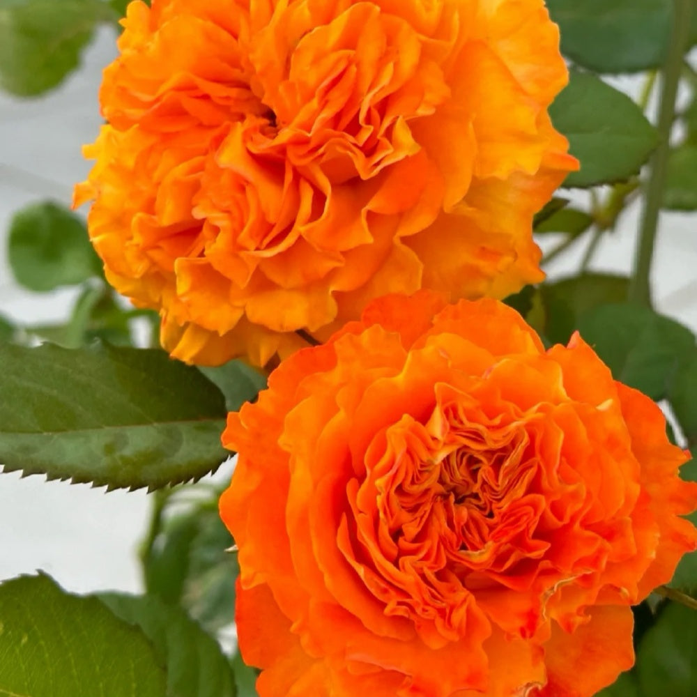 Mango Lieber Rose