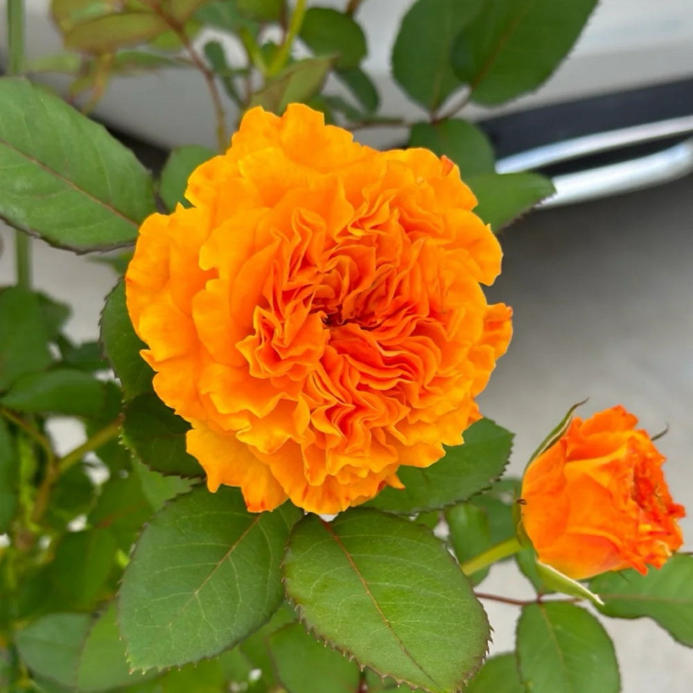 Mango Lieber Rose