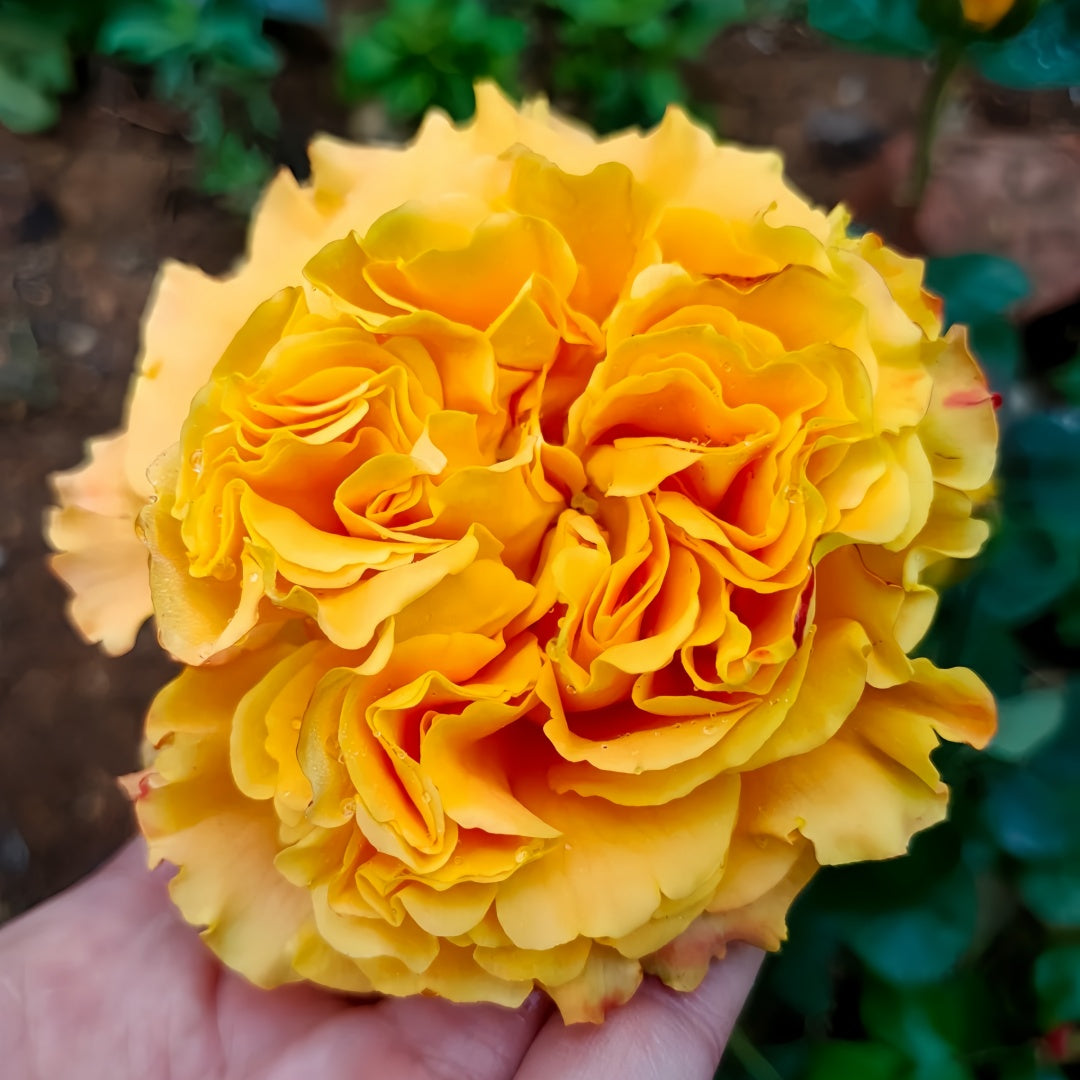 Mango Lieber Rose