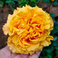 Mango Lieber Rose