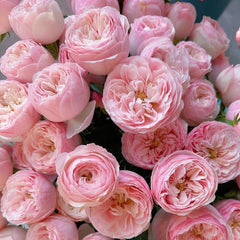 Mansfield Park Rose