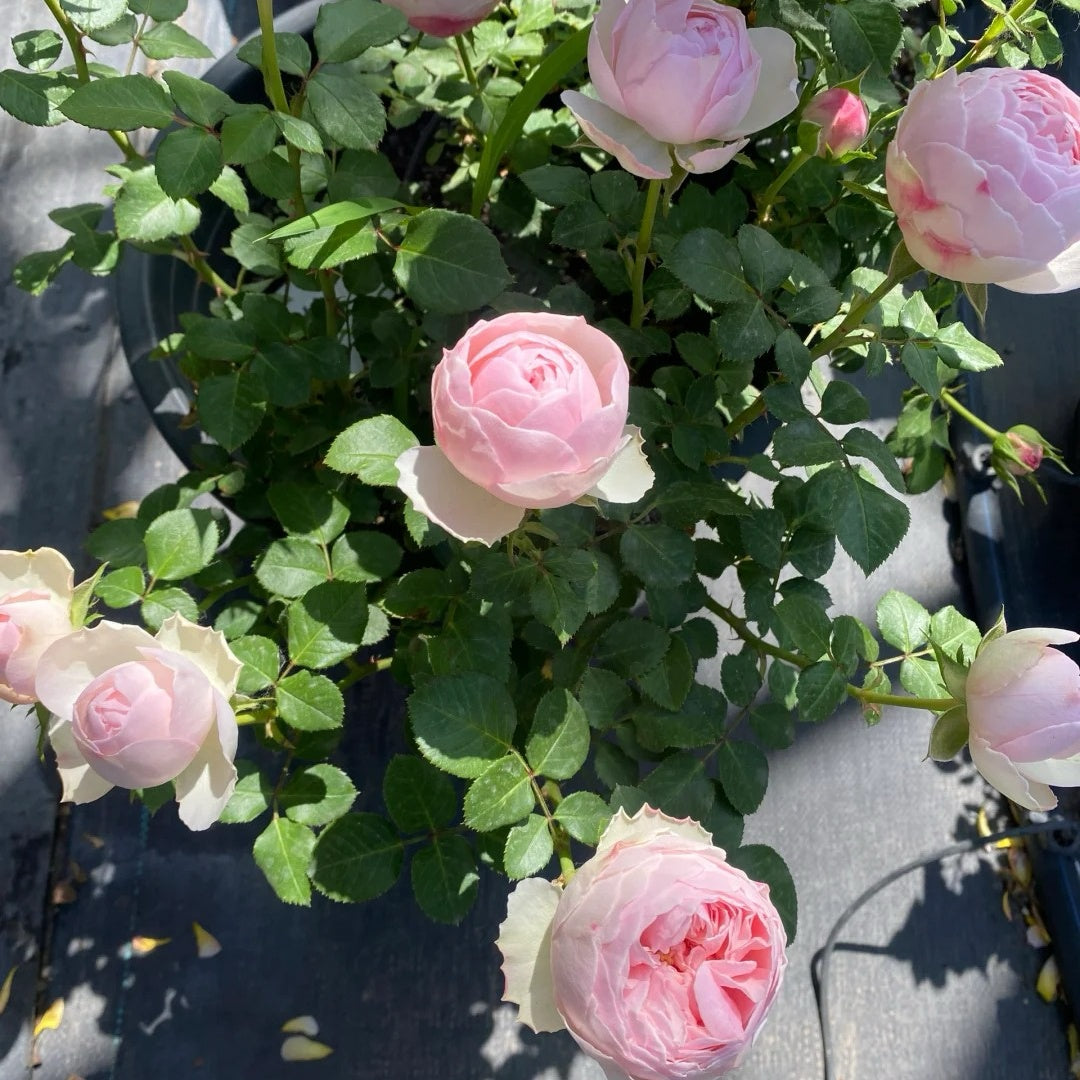 Mansfield Park Rose