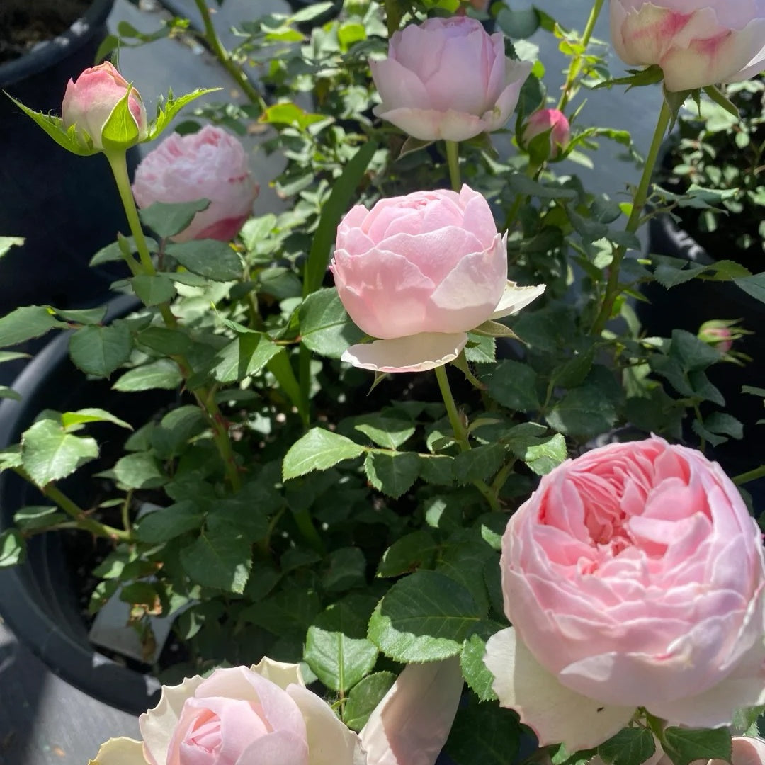 Mansfield Park Rose