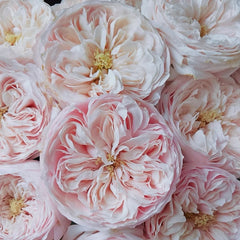 Mansfield Park Rose