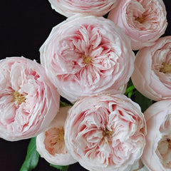 Mansfield Park Rose
