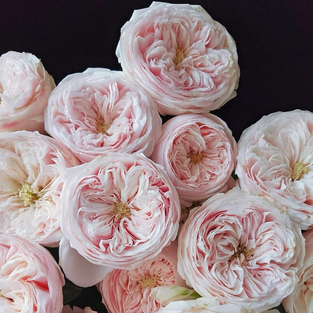 Mansfield Park Rose