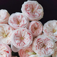 Mansfield Park Rose
