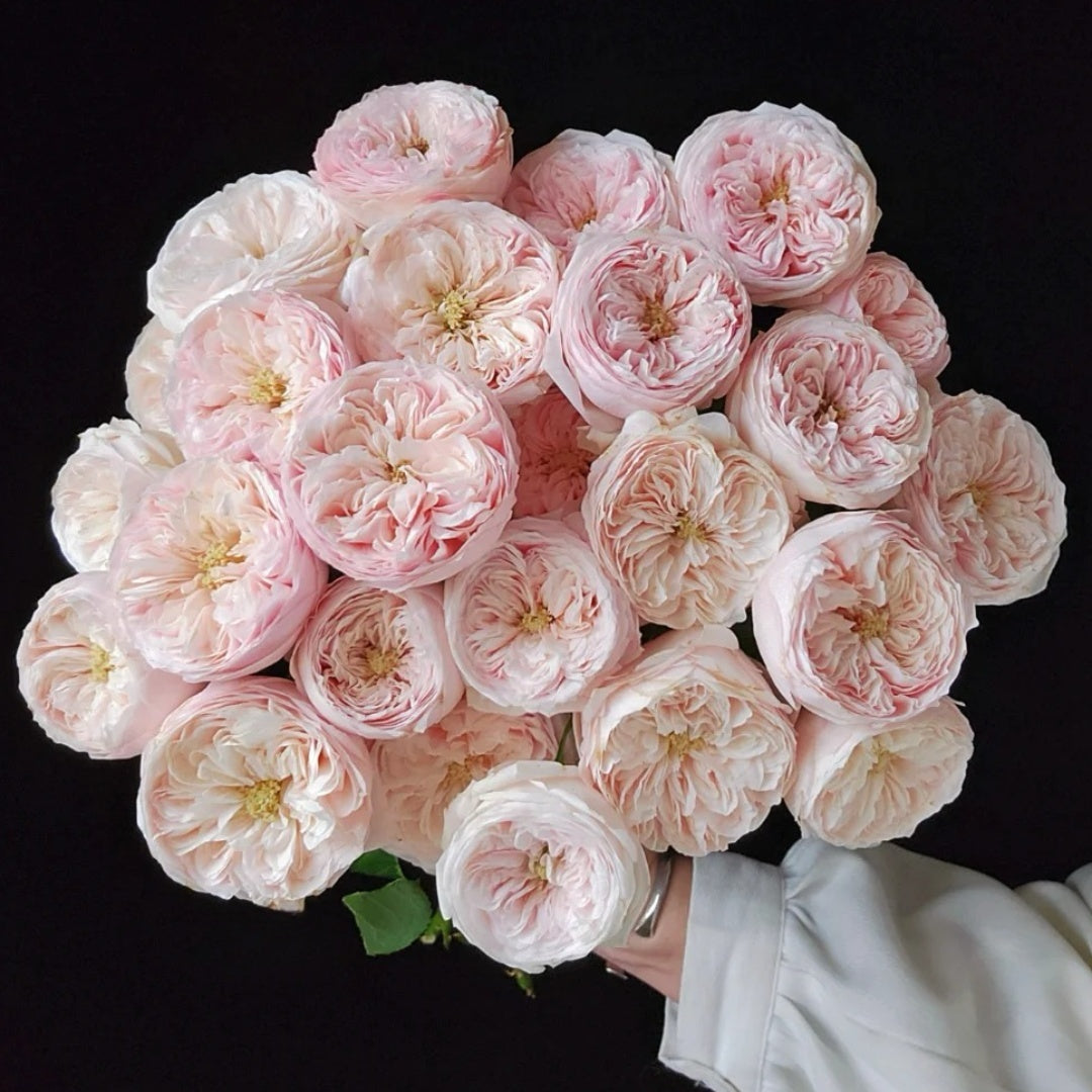 Mansfield Park Rose