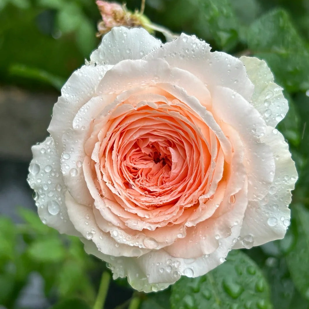 All Roses – Page 8 – Ergongzy Roses