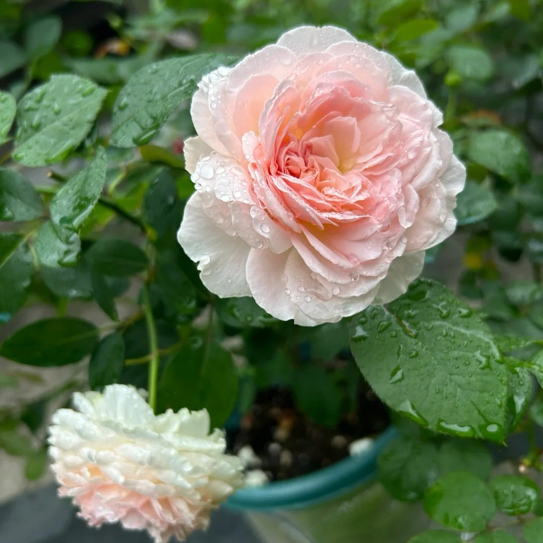 Märchenzauber Rose
