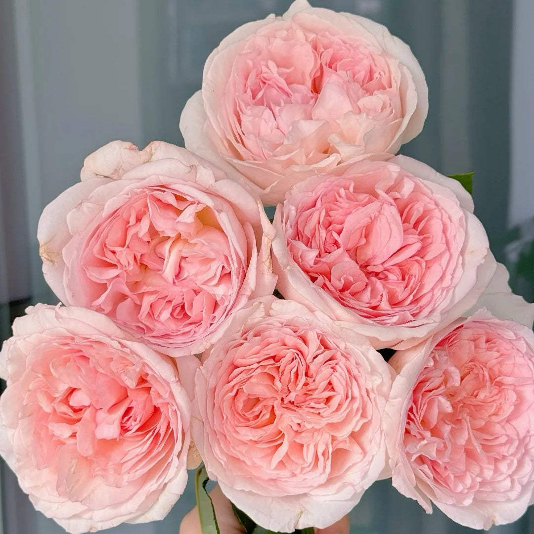 Märchenzauber Rose