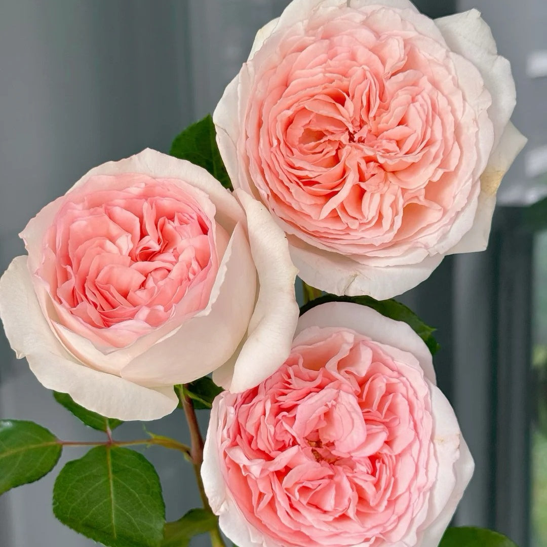 Märchenzauber Rose