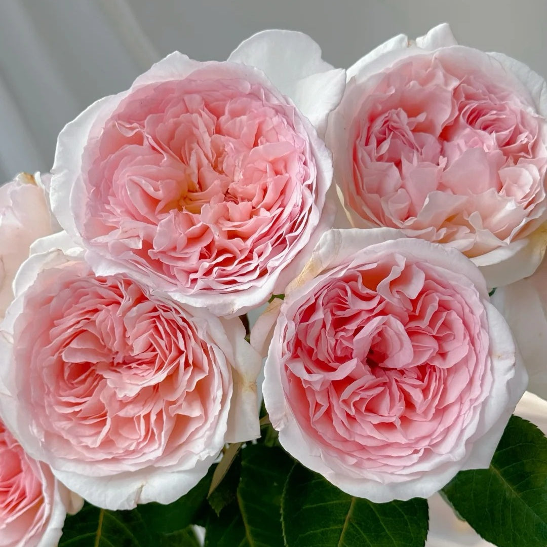 Märchenzauber Rose