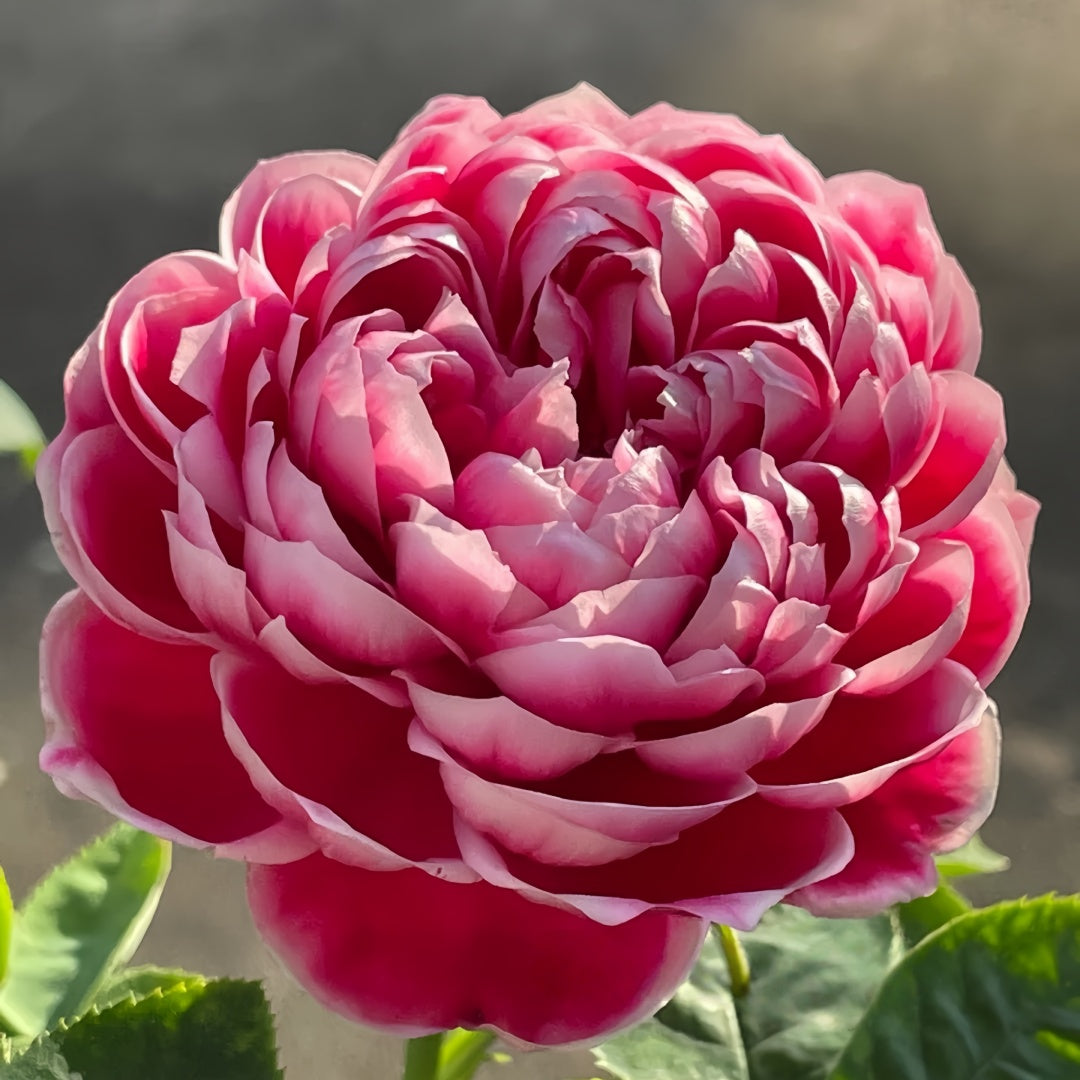 Marie Rose-玛丽|Japanese Cut Rose – Ergongzy Roses