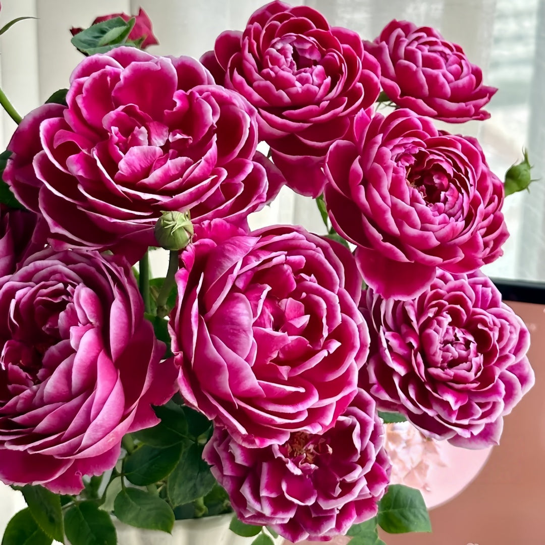 Marie Rose-玛丽|Japanese Cut Rose – Ergongzy Roses