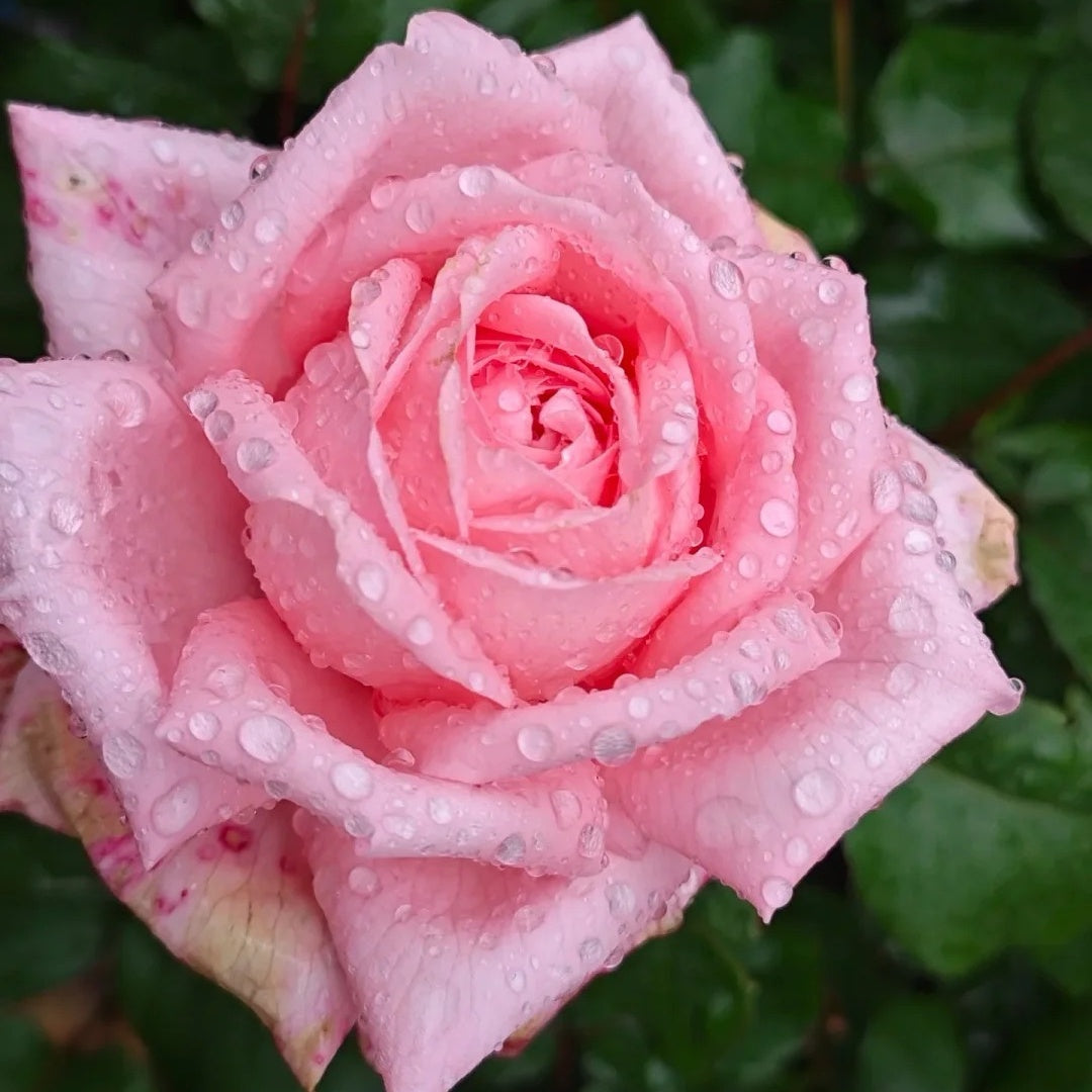 Marlis Rose