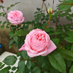 Marlis Rose