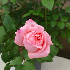 Marlis Rose