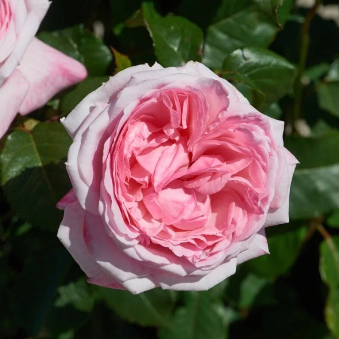 Marlis Rose