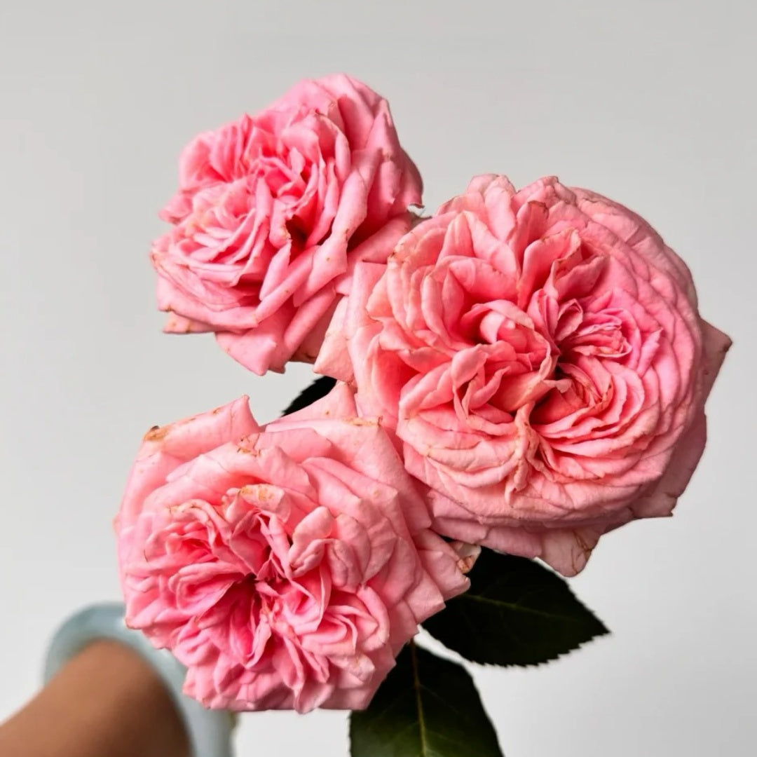 Marlis Rose