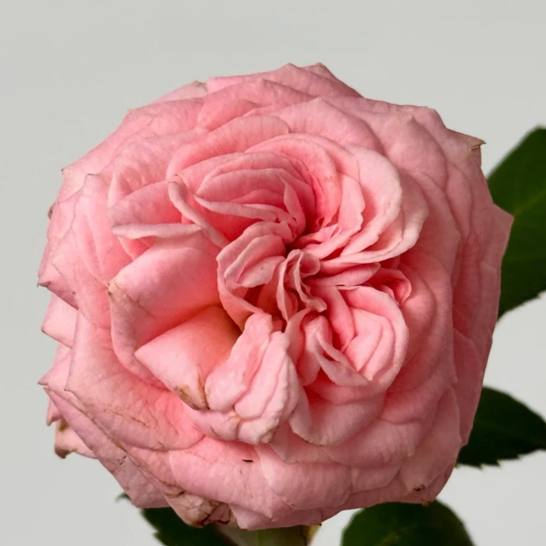 Marlis Rose