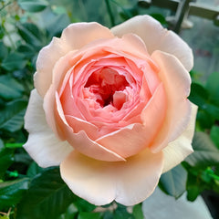 Masora Rose