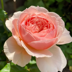 Masora Rose
