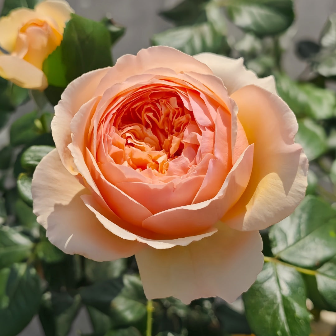 Masora Rose-真宙|Japanese Shrub Rose – Ergongzy Roses