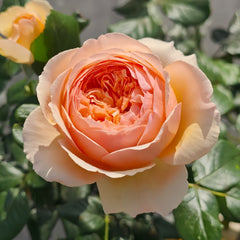 Masora Rose