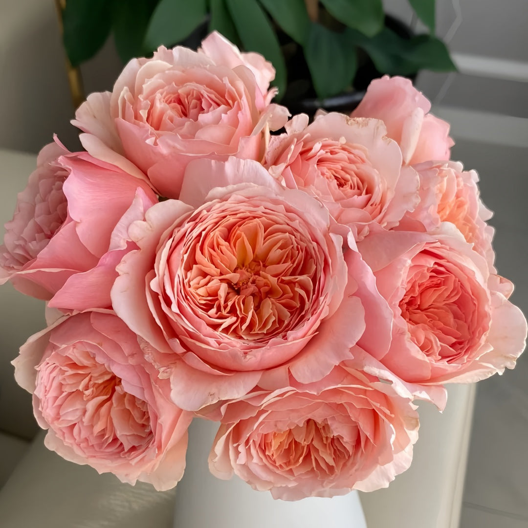 Masora Rose-真宙|Japanese Shrub Rose – Ergongzy Roses